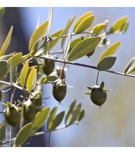 Aceite de Jojoba