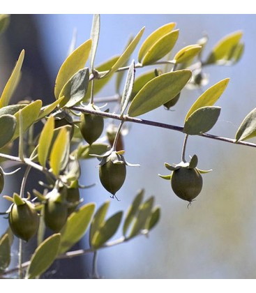 Aceite de Jojoba