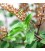 AE Tulsi