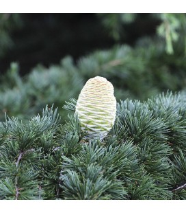 AE Cedro del Himalaya