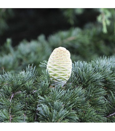 AE Cedro del Himalaya