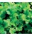 AE Cilantro