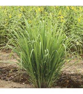 AE Lemongrass