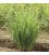 AE Lemongrass