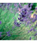 AE Lavanda Spica