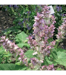 AE Salvia Esclárea