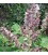 AE Salvia Esclárea